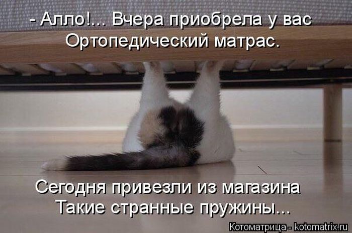 Лучшие котоматрицы недели