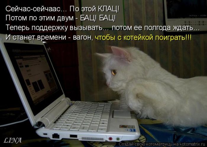 Лучшие котоматрицы недели