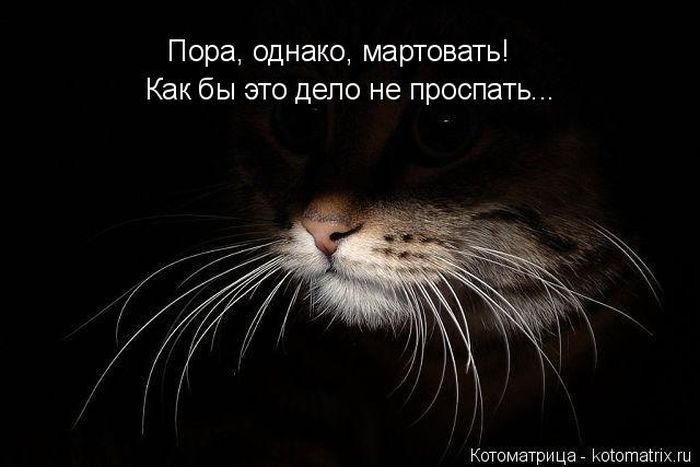 Лучшие котоматрицы недели