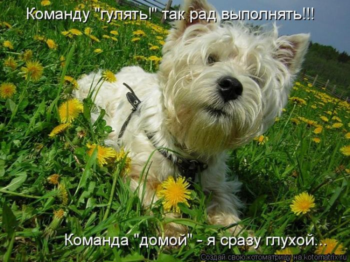 Лучшие котоматрицы недели