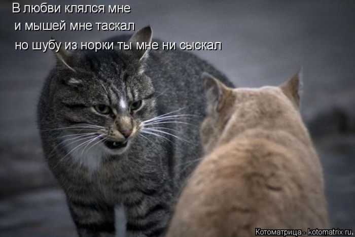 Лучшие котоматрицы недели