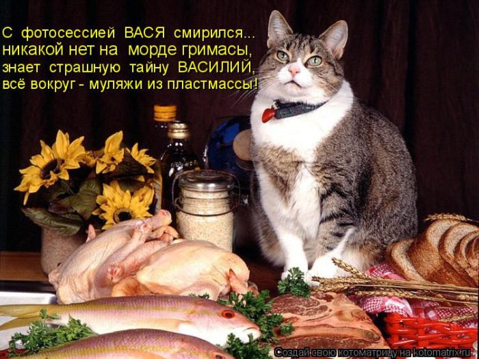 Лучшие котоматрицы недели