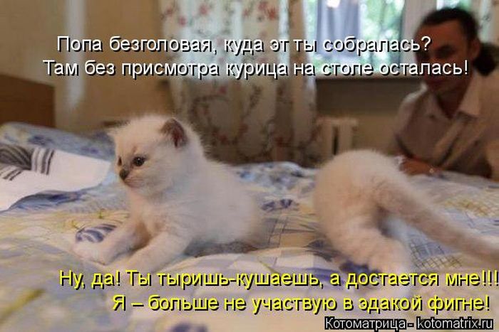 Лучшие котоматрицы недели