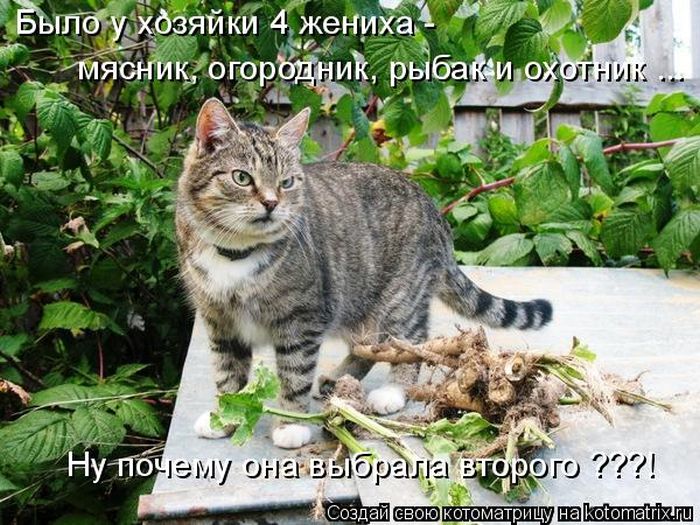 Лучшие котоматрицы недели