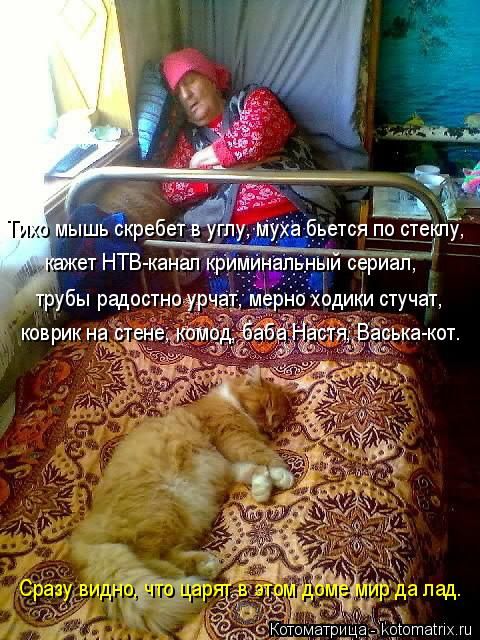 Лучшие котоматрицы недели