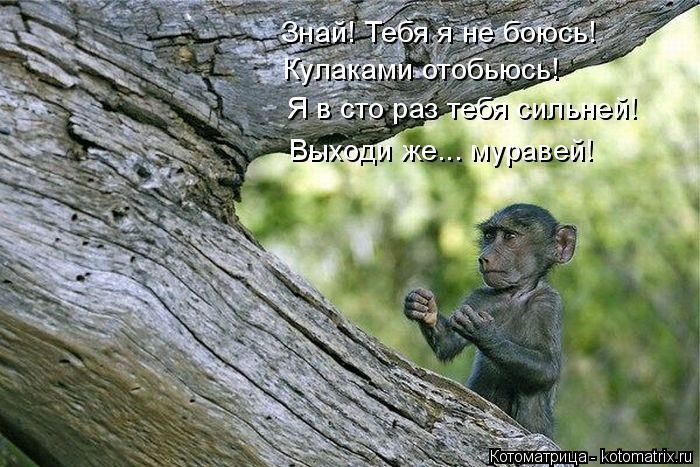 Лучшие котоматрицы недели