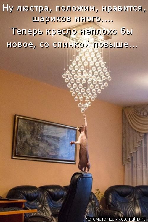 Лучшие котоматрицы недели