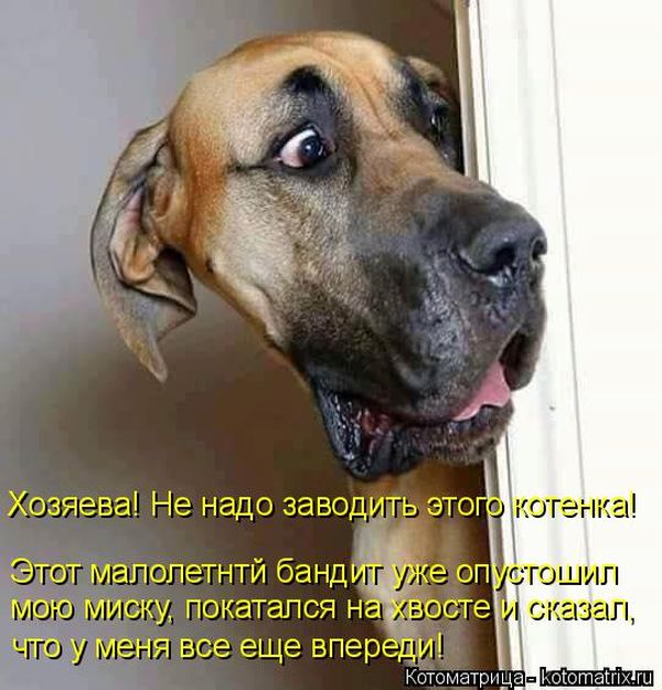 Лучшие котоматрицы недели