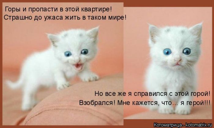 Лучшие котоматрицы недели