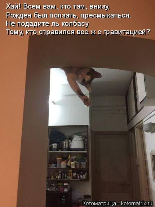 Лучшие котоматрицы недели