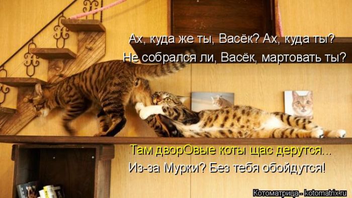 Лучшие котоматрицы недели