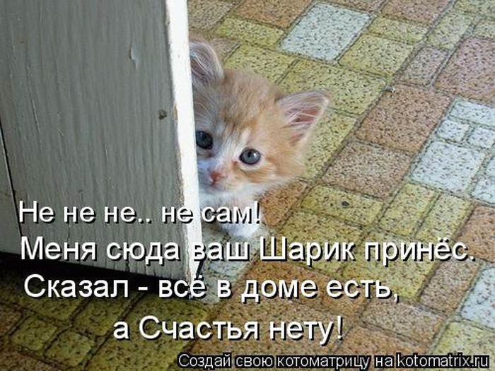 Лучшие котоматрицы недели