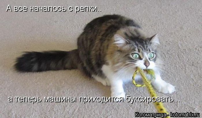 Лучшие котоматрицы недели