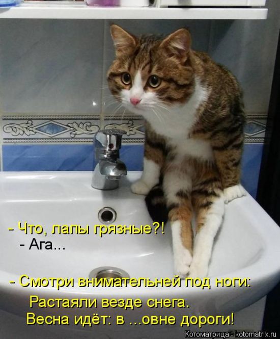 Лучшие котоматрицы недели