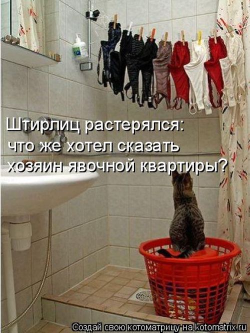 Лучшие котоматрицы недели