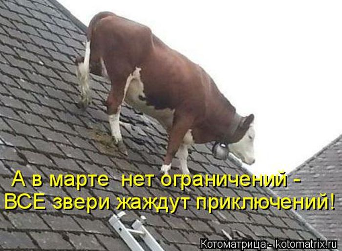 Лучшие котоматрицы недели