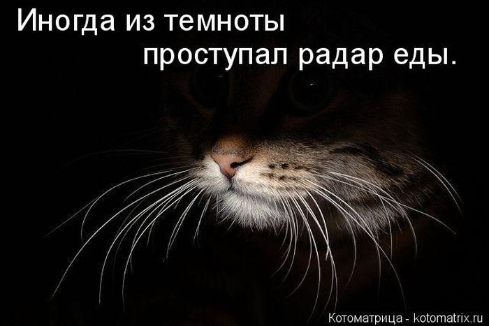 Лучшие котоматрицы недели