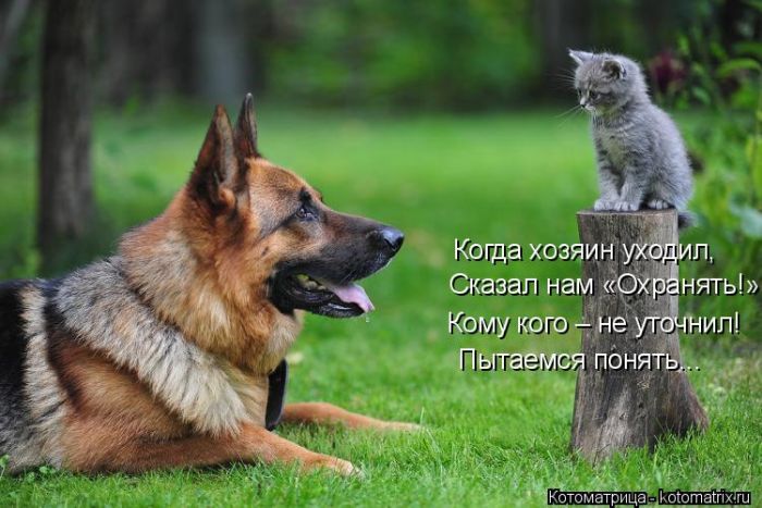 Лучшие котоматрицы недели