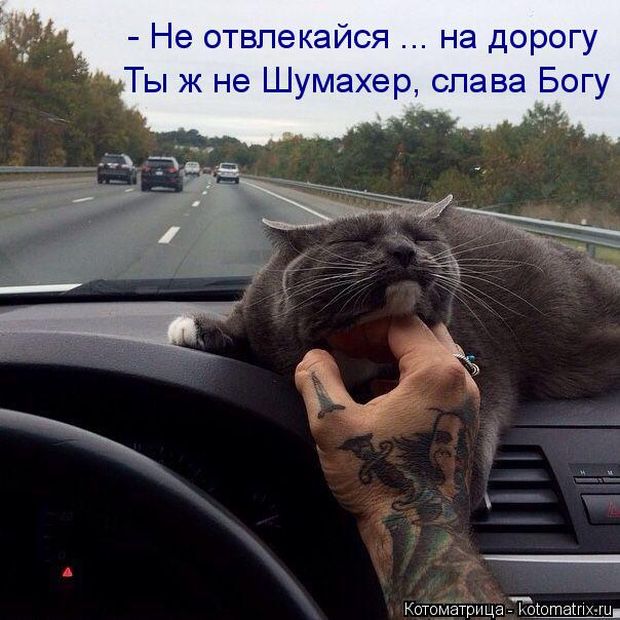 Лучшие котоматрицы недели