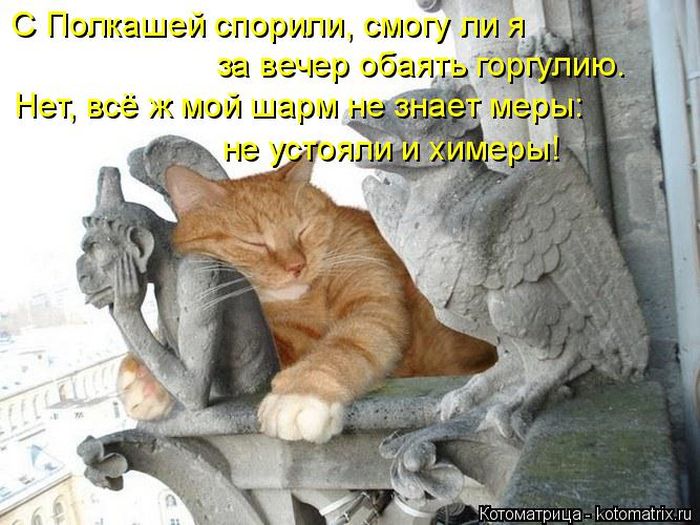Лучшие котоматрицы недели