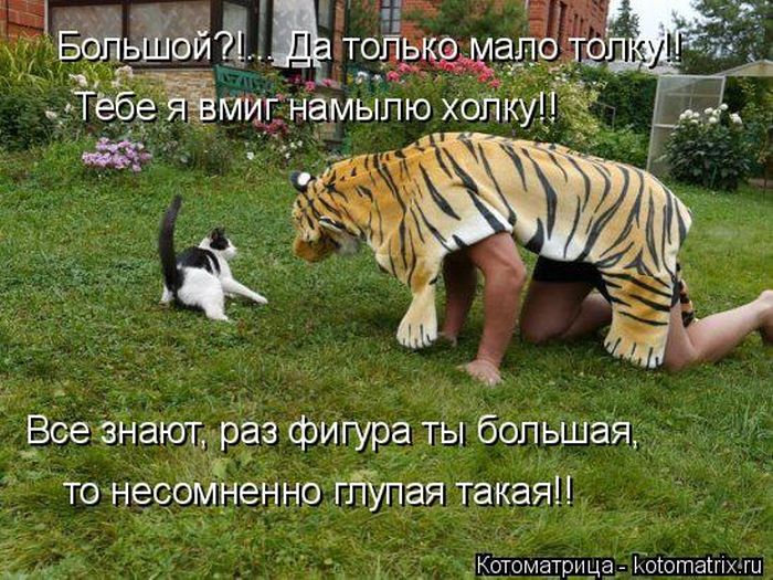 Лучшие котоматрицы недели