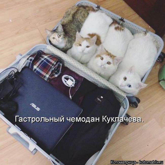 Лучшие котоматрицы недели
