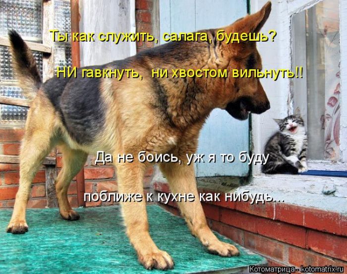 Лучшие котоматрицы недели