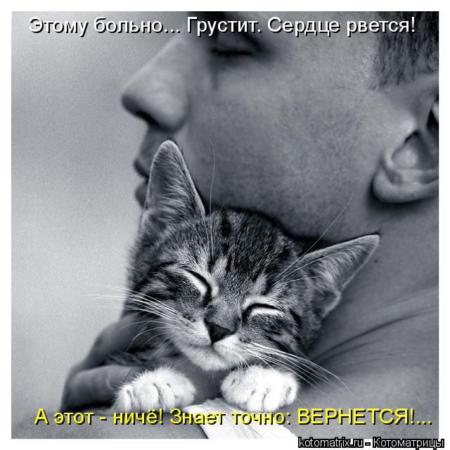 Лучшие котоматрицы недели