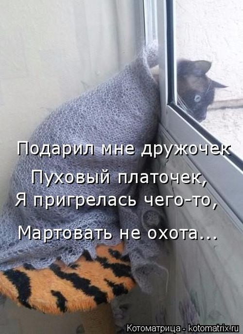 Лучшие котоматрицы недели