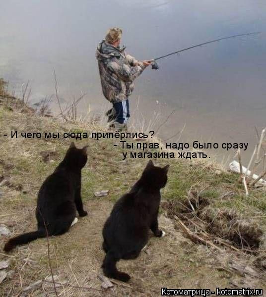 Лучшие котоматрицы недели