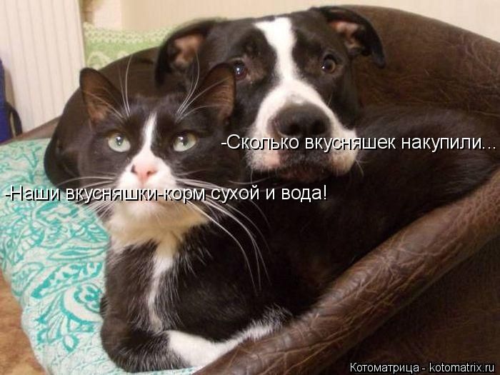 Лучшие котоматрицы недели