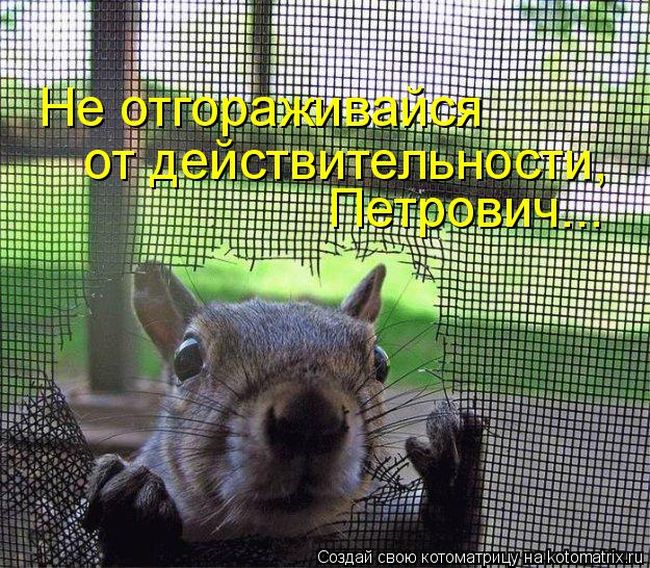 Лучшие котоматрицы недели