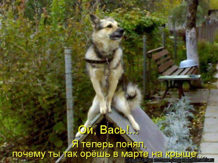 Лучшие котоматрицы недели