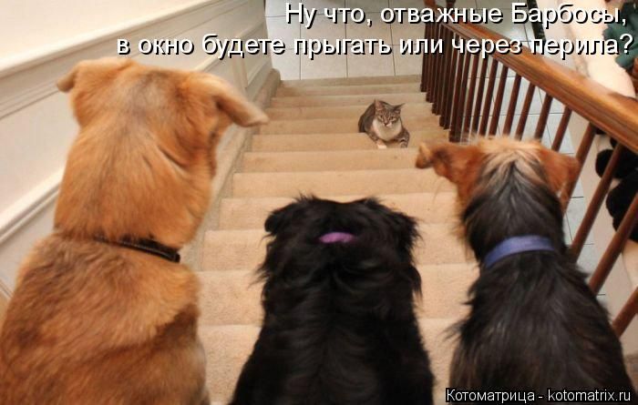 Лучшие котоматрицы недели