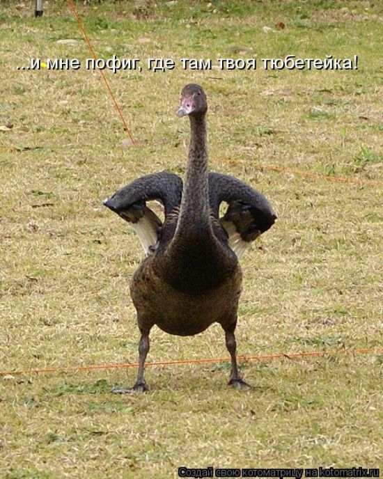 Лучшие котоматрицы недели