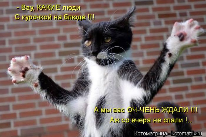 Лучшие котоматрицы недели