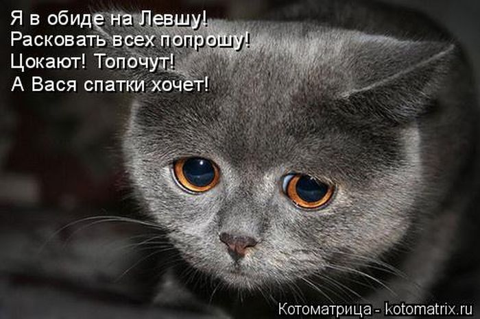 Лучшие котоматрицы недели