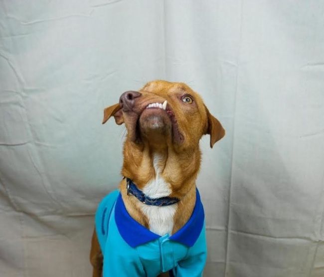 Собака c врожденным дефектом челюсти будет спасена