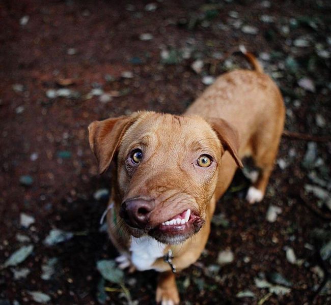 Собака c врожденным дефектом челюсти будет спасена