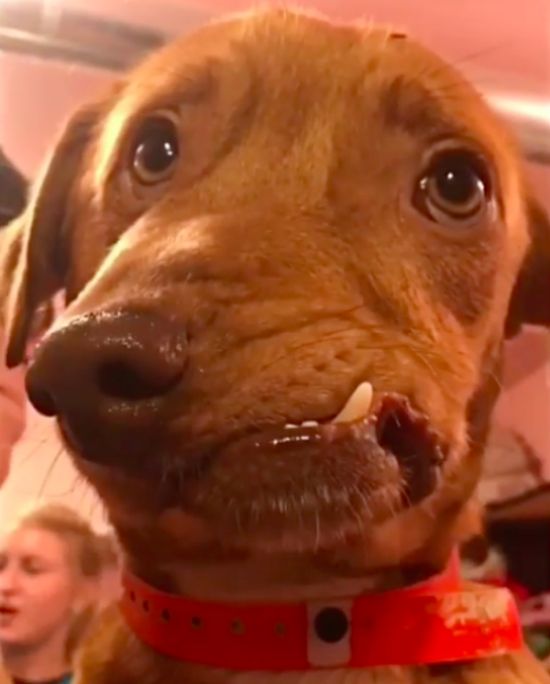 Собака c врожденным дефектом челюсти будет спасена