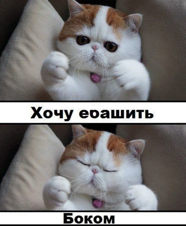 Авто-юмор. Часть 11 (40 фото)