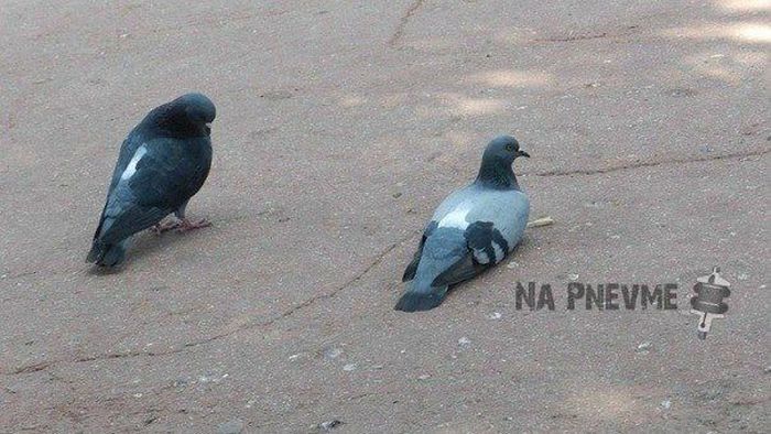 Авто-юмор. Часть 11 (40 фото)