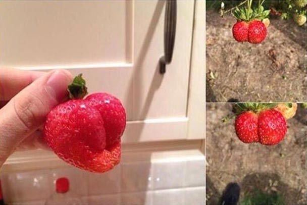 Смешные фотографии, в которых нет абсолютно никакого сексуального подтекста Смешные фотографии, в которых нет абсолютно никакого сексуального подтекста