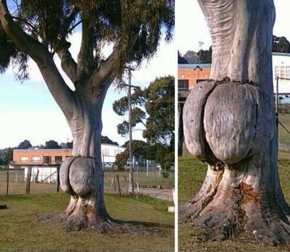 Смешные фотографии, в которых нет абсолютно никакого сексуального подтекста Смешные фотографии, в которых нет абсолютно никакого сексуального подтекста