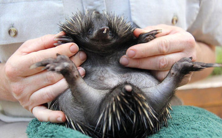 Животные в фотографиях