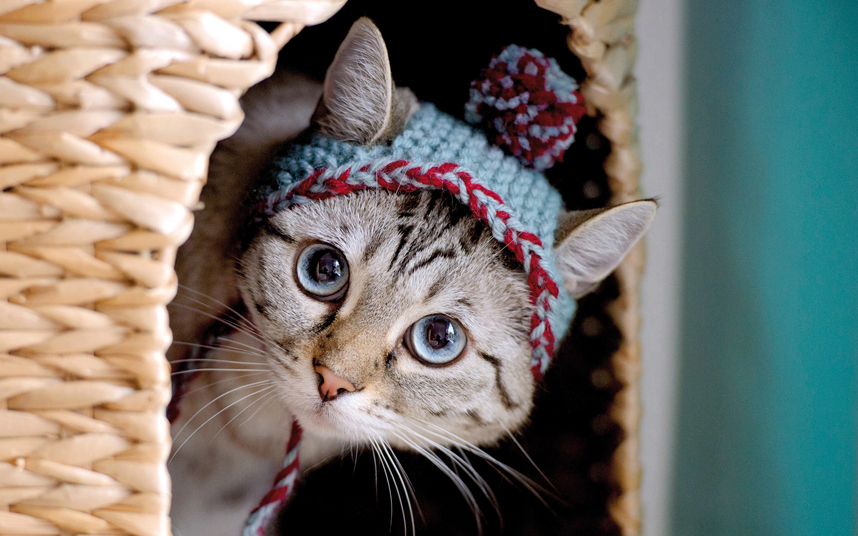 Животные в фотографиях