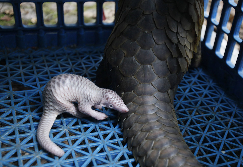 Животные в фотографиях