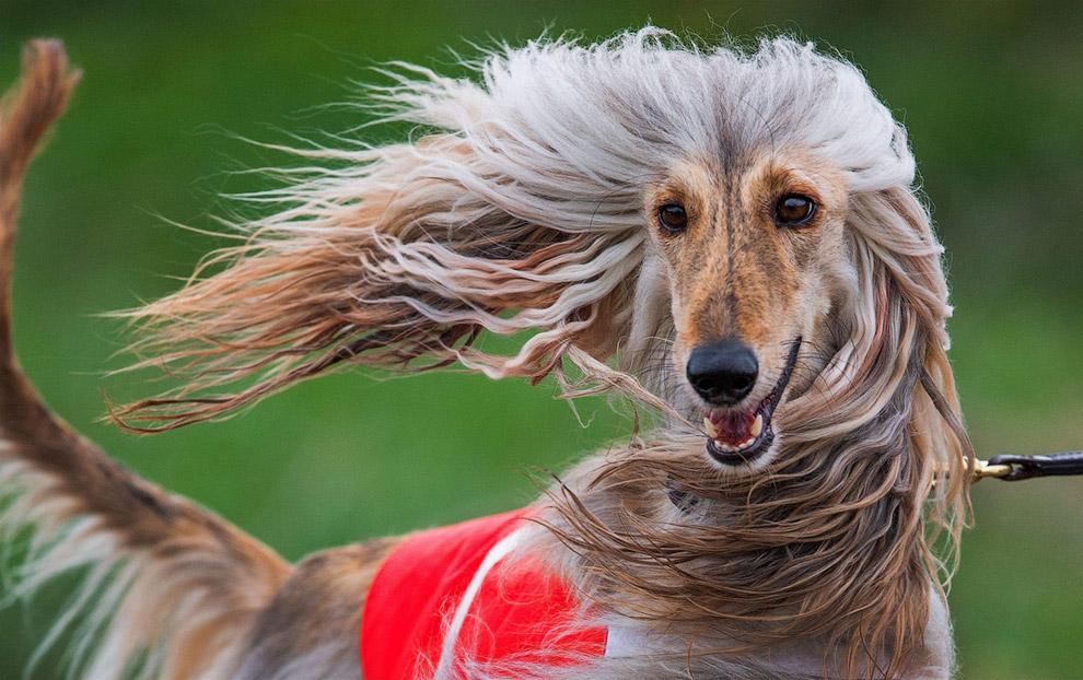 Животные в фотографиях