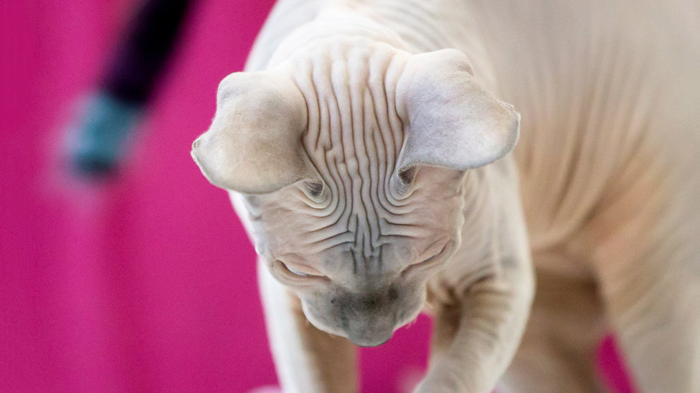 Животные в фотографиях