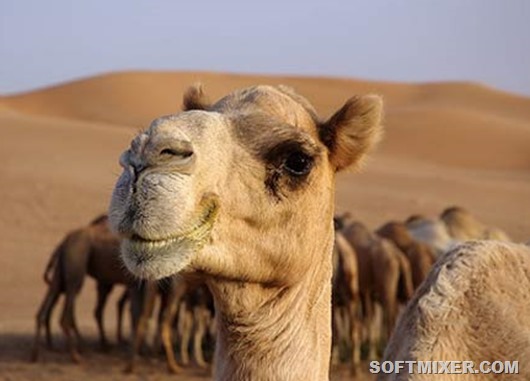 Хитрости, которые помогали путешественникам в прошлом Хитрости, которые помогали путешественникам в прошлом